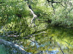 FZ032348 Lake in forest.jpg